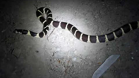 Herping Adventure #9: Road Cruising in the CA Central Valley