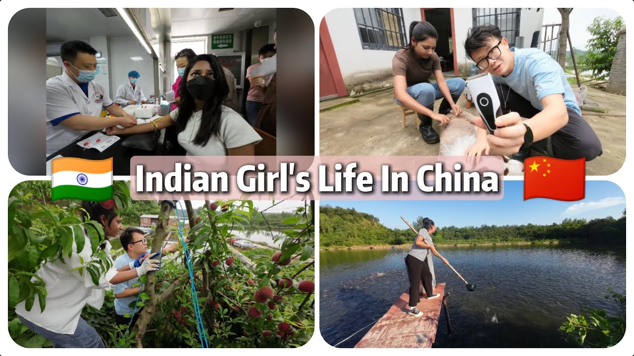 Cut my dog's hair | Papa's fish farm | Collect peaches | Health checkup