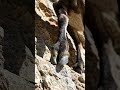The Reason Ibex Can Climb Anything — Look at These Hooves 🐐? #wildlife #animals #lifeisbutadream