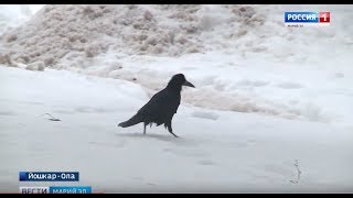 Символ весны: в Йошкар-Оле появились первые грачи Символ весны: в Йошкар-Оле появились первые грачи