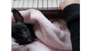 "The Rose" // Sleepy puppy listening to piano music screenshot 3