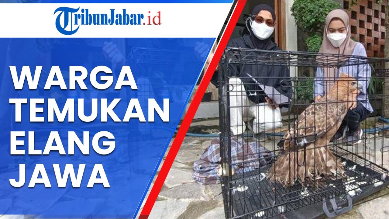 73 Gambar Sketsa Burung Elang Jawa HD