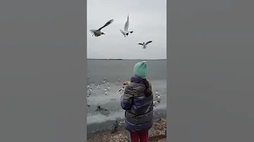 Кормлю озёрных чаек ☺