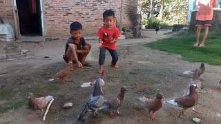 NANGKEP BURUNG DARA PAKAI TANGAN KOSONG