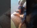 Rottie