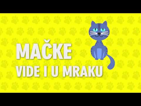 Video: Kako Mačke Vide