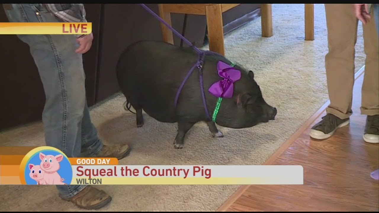 Squeal the Country Pig YouTube