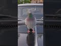 Pigeon Sound Effects ROOF Car GAZ 13 Chaika 🦝 Raccoon Milk
