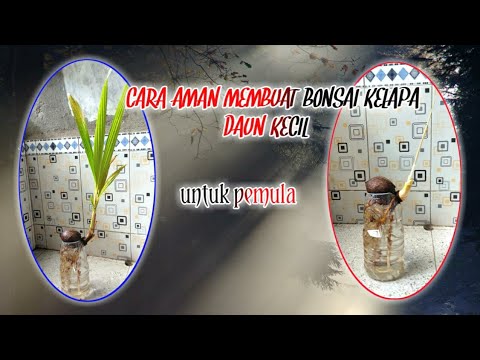 CARA AMAN MEMBUAT BONSAI  KELAPA  DAUN KECIL  YouTube