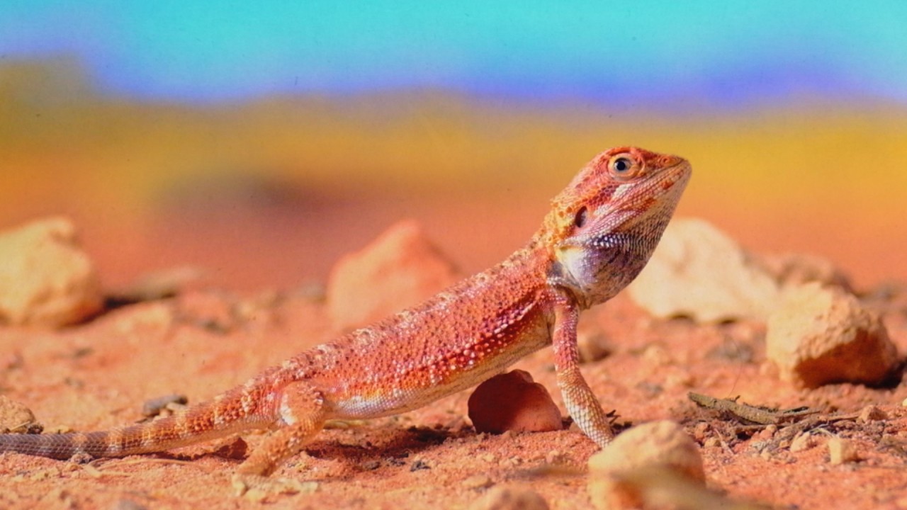 My Bearded Dragon Thinks he's in the Wild