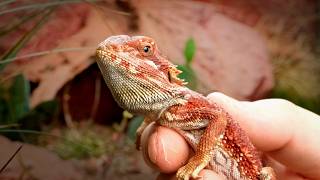 My Bearded Dragon Demanded a Desert (will he like it?)