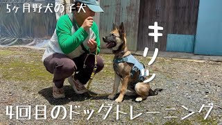 ドッグトレーニング4回目！一生懸命頑張る野犬の子