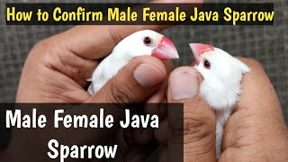 How to Identify Male Female in Java Sparrow