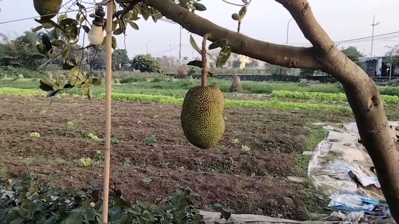 Thăm đồng 🌸🌼 và cắt hoa chiều 13 tháng giêng tối bán 