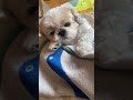 おはようずしグループ提供 #シーズー #dog