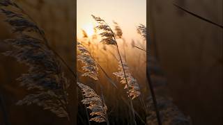 Soft Light, Quiet Nature 🌤️ #Nature #NatureShorts #RelaxingNature #CalmingVideos #NatureRelaxation