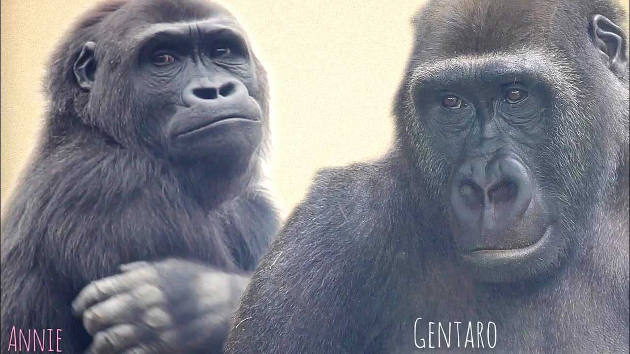 Gorilla Youngsters Who Cannot Meet Forever | Gentaro♂ & Annie