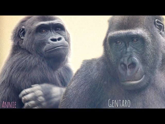 Gorilla Youngsters Who Cannot Meet Forever | Gentaro♂ & Annie