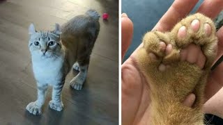Mysterious Cat Mutations Explained