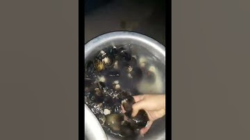 #Shorts Sò vọp ngâm với nước vo gạo, ớt trái bẻ đôi mới sạch được