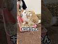 赤ちゃんうさぎの時から使ってるトイレで成長を感じる瞬間 #うさぎ #bunny #ホーランドロップ #ロップイヤー #shorts
