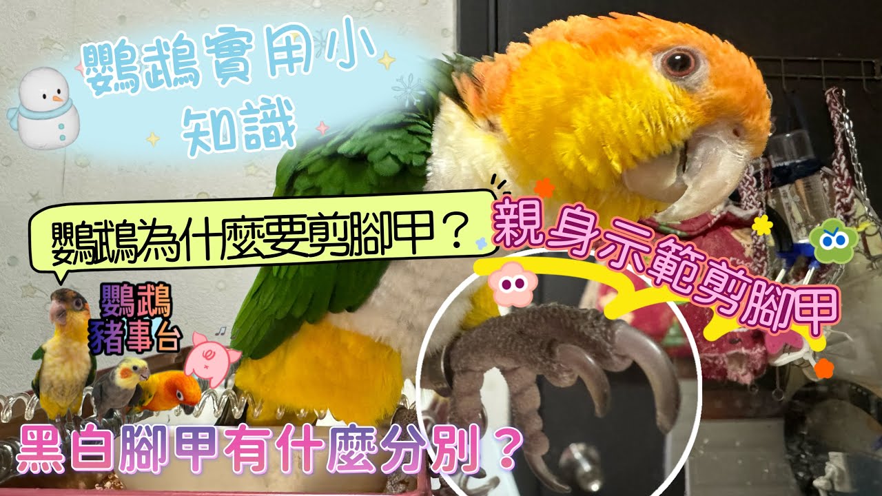 《鸚鵡豬事台》示範如何剪鸚鵡腳甲｜鸚鵡為什麼要剪腳甲？白色指甲黑色指甲有什麼分別？金太陽鸚鵡｜金頭凱克鸚鵡｜鸚鵡實用小知識