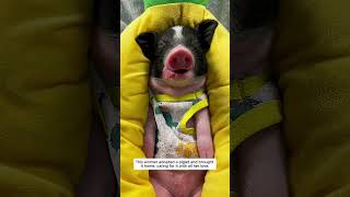 This woman adopted a piglet and brought it home, caring for it with all her love.