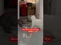 عركة كال بزازين اشبع ضحك عركة كال بزازين اشبع ضحك