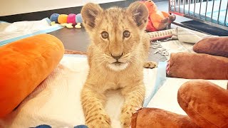 Lion Cub Rescued From Abuse Learns To Trust Again