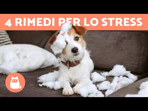 Video: In movimento? Come ridurre al minimo lo stress per cani e gatti