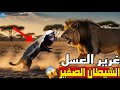 غرير العسل عسيلة الحيوان الذي يفرض الاحترام 
