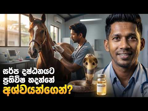 සර්පයෙක් කෑවම ඉස්පිරිතාලෙන් දෙන Anti-venom හදන්නේ අශ්වයන්ගෙන් කියලා ඔයා දන්නවද? 🐎💉