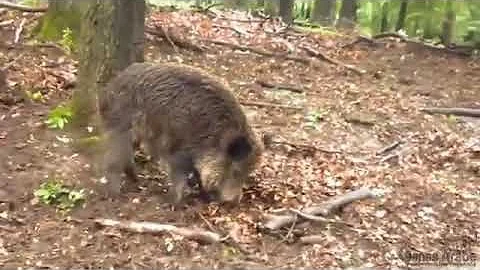 TOP 10 WILD BOAR ATTACK VIDEOS 2019