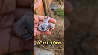 শখের পাখিগুলো আর নেই 😢 | #rijupetsvlog #bajrigarbirds #budgies #birds #shorts