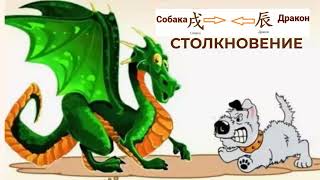 Как проигрывается СТОЛКНОВЕНИЕ Собаки с Драконом? БаЦзы #ЗояБубнова