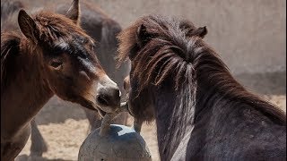 Miracle and Muffin The Mule playing tag - Easy Horse Care Rescue Centre