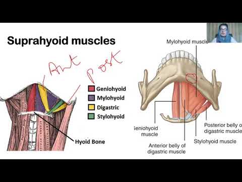 Lecture #10  Anatomy of Neck   اناتومي گردن