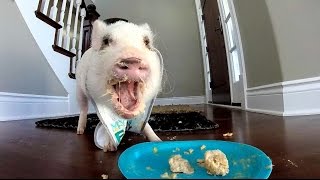 Mini Pig Celebrates His First Birthday with Peanut Butter and Banana Cake