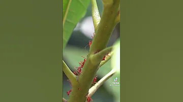 لما النمله تموت بيعملو ايه بقيت النمل سبحان الله 