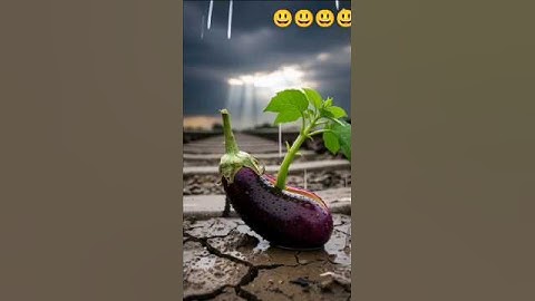 Zebra ne sukhta hua brinjal tree ko bachaya 😭#ai #save #tree #zebre