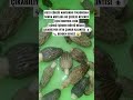 🍄🐜🕷️#kuzugöbeği #mantar #mushroom #mushroomrecipe #doğa #countrylife #naturelovers #mantaravcısı