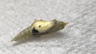 Pieris Rapae Hatching From It’s Chrysalis.