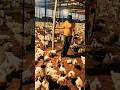 Modern Chicken Farm | Large-Scale Broiler Poultry Farming