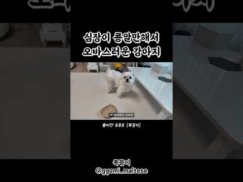 예상도 못 한 거에 놀라서 주인도 당황스럽다.. thumbnail