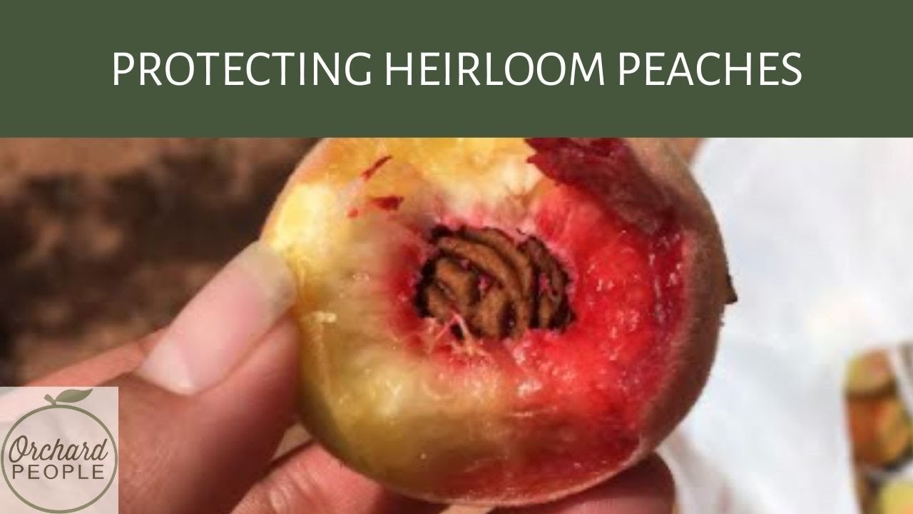 Clingstone vs Freestone Peaches – Pearson Farm