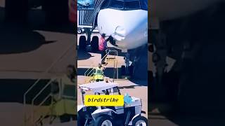 stray bird 🦅 ✈️ #aircraft #military #iafplane #airforce #airchief #su35 #su57