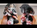 Naming My Newborn Kittens!