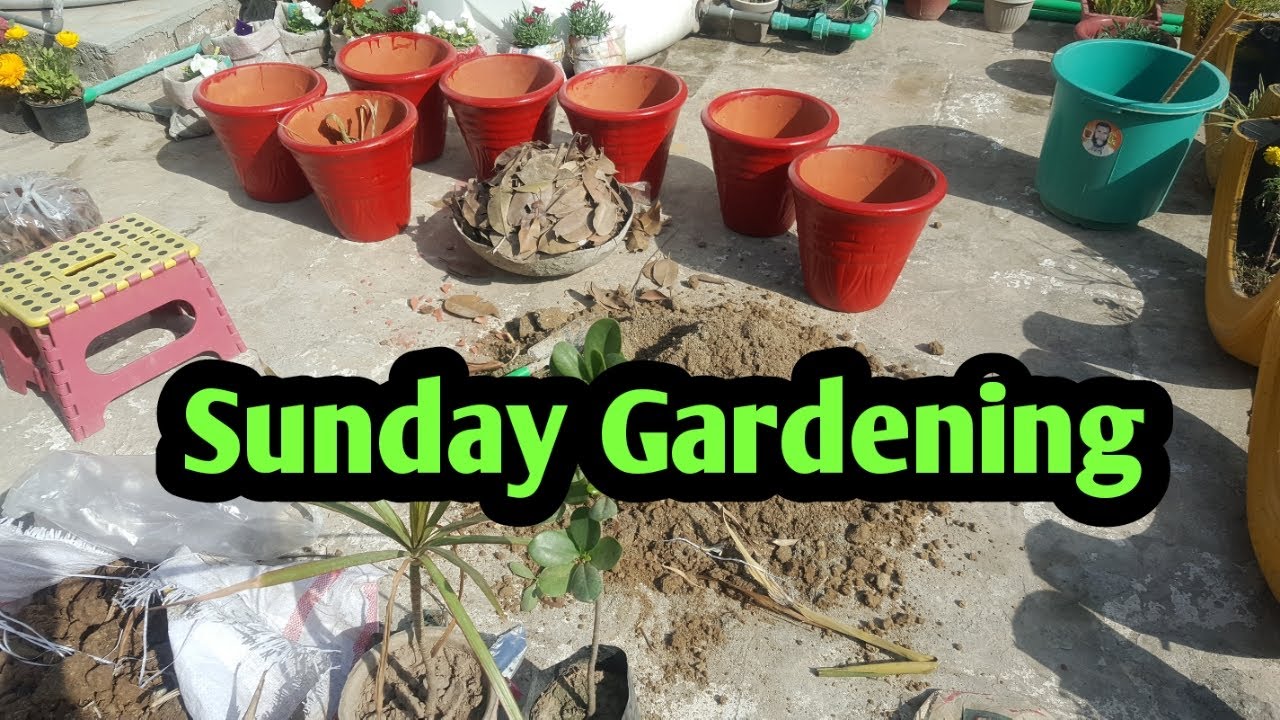 Sunday Gardening  vlog | Spring Gardening | Gardening Work | Rooftop Garden | Happy Gardening