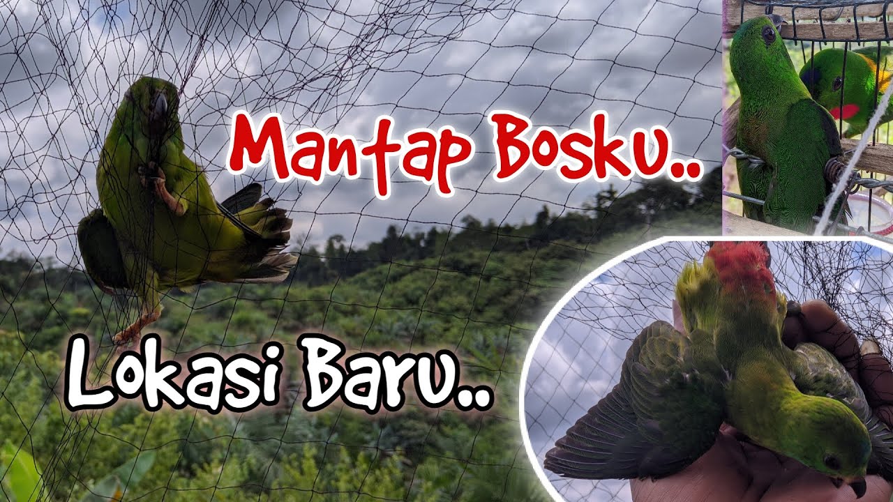 MANTUL MENJARING BURUNG SERINDIT DI SPOT BARU ANTI ZONK