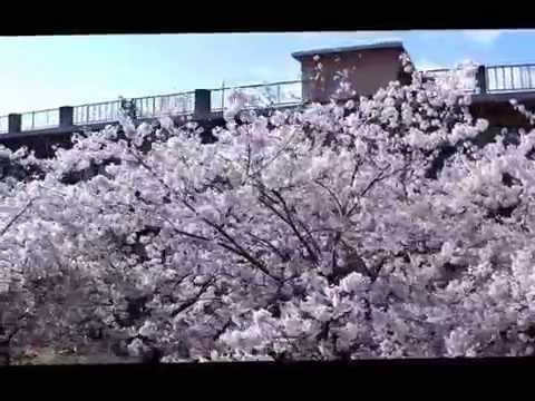 土生小学校最後の新入生を迎える桜